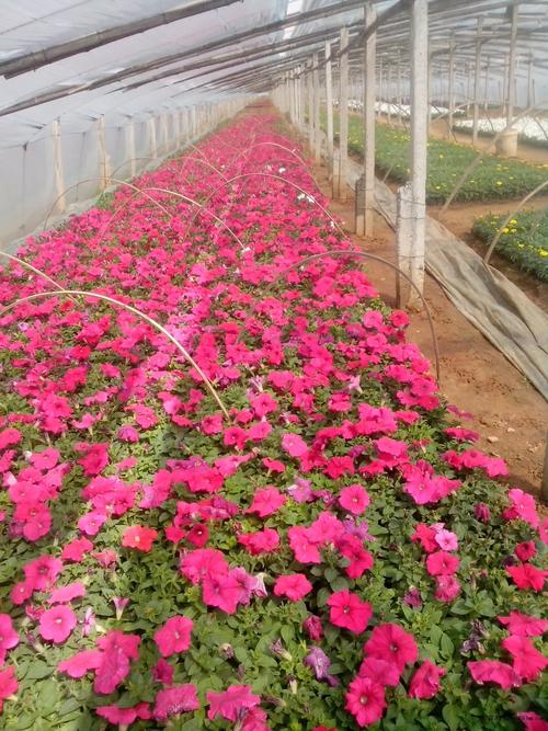 青州市花缘花卉苗木基地占地600余亩,是集花卉,苗木种植,销售于一体的