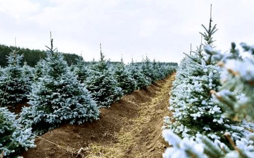 今年到底种什么样的苗木品种最好 怎样才能够把苗木生意做好