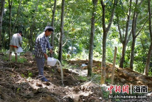 三亚抱安村设立中药材苗木栽植种植示范基地