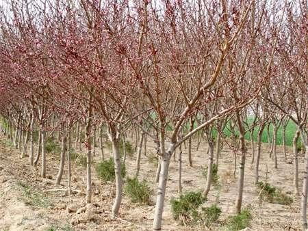 绵阳龙柏种植基地 成活率高 自产自销 青州万绿苗木