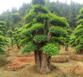 湖南造型女贞种植基地,造型女贞销售售价