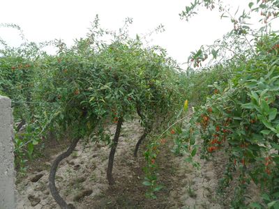 天津市西青津景苗苗圃枸杞苗木种植基地