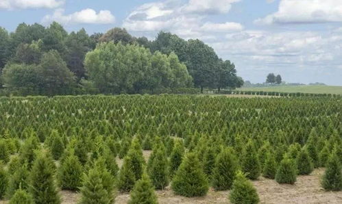 个体小型苗木种植户和苗圃,应该怎么做才能提升利润空间呢